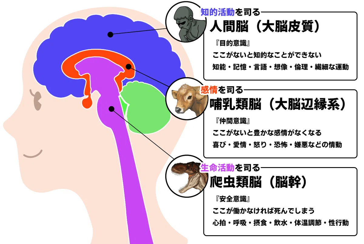 人間脳、哺乳類脳、爬虫類脳という古典的な三層モデルの図解